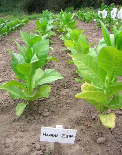 Havana Z299 Tobacco Seeds - Nicotiana Tabacum