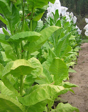 Load image into Gallery viewer, Havana Z299 Tobacco Seeds - Nicotiana Tabacum