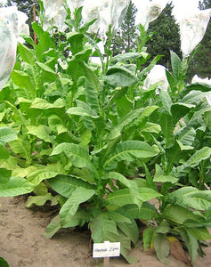 Havana Z299 Tobacco Seeds - Nicotiana Tabacum