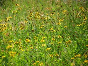 50 Arnica chamissonis seeds - Meadow Arnica Seeds