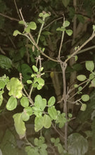 Load image into Gallery viewer, 1000 Green Sacred Basil - Ocimum tenuiflorum Seeds