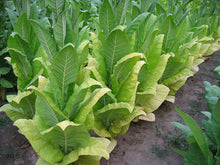 Load image into Gallery viewer, Blue Star 100 Tobacco Seeds