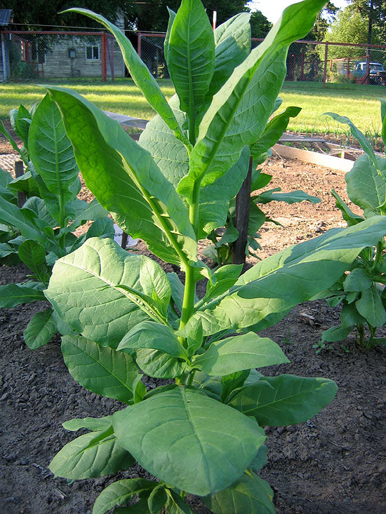 Lebanese Izmir Tobacco Seeds - Nicotiana Tabacum