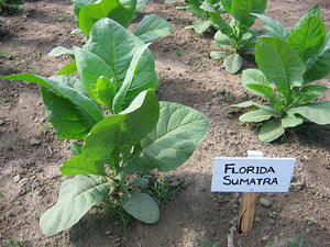 Florida Sumatra Tobacco Seeds