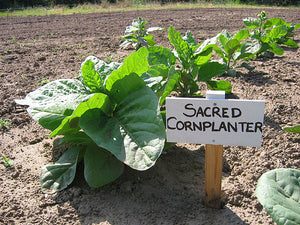 Sacred Cornplanter Rustica Tobacco Seeds - Nicotiana - Sacred Tobacco