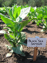 Load image into Gallery viewer, Black Sea Samsun Tobacco Seeds - Nicotiana tabacum