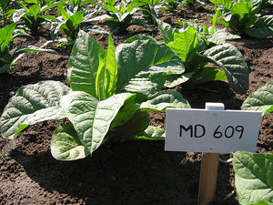Maryland 609 Tobacco Seeds - Nicotiana Tabacum