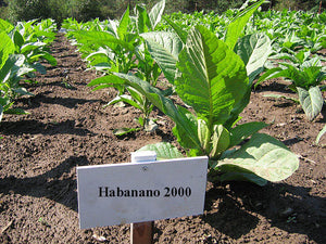 Habano 2000 Tobacco Seeds - Nicotiana tabacum
