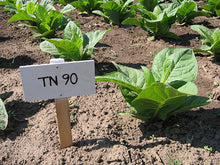 Load image into Gallery viewer, Tennessee 90 Tobacco Seeds - Nicotiana tabacum