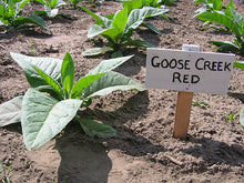 Load image into Gallery viewer, Goose Creek Red Tobacco Seeds