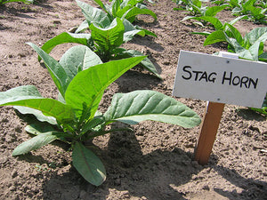 Stag Horn Tobacco Seeds - Nicotiana tabacum