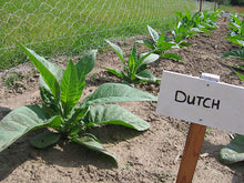 Load image into Gallery viewer, Ohio Dutch Tobacco Seeds - Nicotiana tabacum - Cigar or Pipe Tobacco