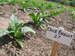 Dixie Bright 27 Tobacco Seeds - Nicotiana tabacum