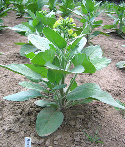 Punche rustica Tobacco Seeds - Nic. Rustica Sacred Tobacco - FAST GROWING!