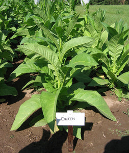 Ohio Dutch Tobacco Seeds - Nicotiana tabacum - Cigar or Pipe Tobacco