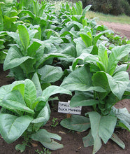 Load image into Gallery viewer, Small Stalk Black Mammoth Tobacco Seeds - Nicotiana tabacum