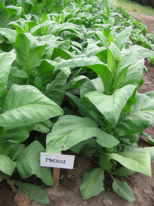 Madole Tobacco Seeds - Nicotiana tabacum
