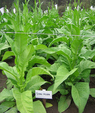 Load image into Gallery viewer, Stag Horn Tobacco Seeds - Nicotiana tabacum