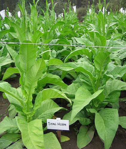 Stag Horn Tobacco Seeds - Nicotiana tabacum