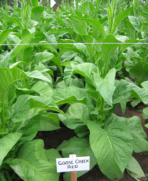 Goose Creek Red Tobacco Seeds