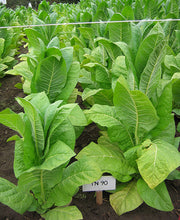 Load image into Gallery viewer, Tennessee 90 Tobacco Seeds - Nicotiana tabacum