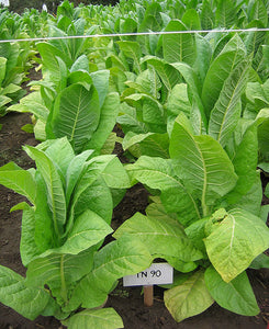 Tennessee 90 Tobacco Seeds - Nicotiana tabacum