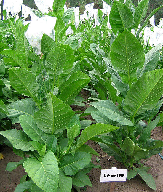 Habano 2000 Tobacco Seeds - Nicotiana tabacum