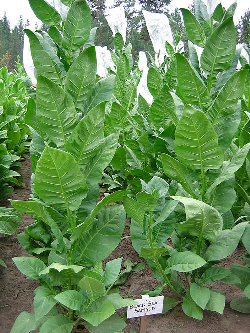 Black Sea Samsun Tobacco Seeds - Nicotiana tabacum
