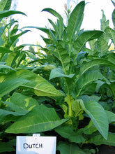 Load image into Gallery viewer, Ohio Dutch Tobacco Seeds - Nicotiana tabacum - Cigar or Pipe Tobacco
