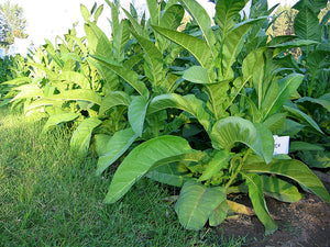 Ohio Dutch Tobacco Seeds - Nicotiana tabacum - Cigar or Pipe Tobacco