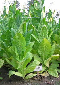 Tennessee 90 Tobacco Seeds - Nicotiana tabacum