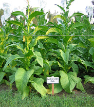 Load image into Gallery viewer, Goose Creek Red Tobacco Seeds
