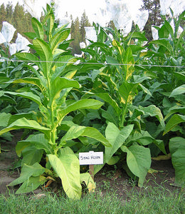 Stag Horn Tobacco Seeds - Nicotiana tabacum