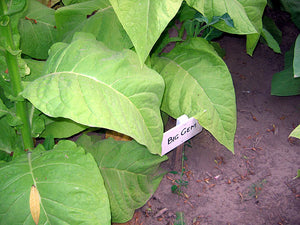 Big Gem Tobacco Seeds