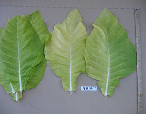Tennessee 90 Tobacco Seeds - Nicotiana tabacum