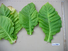 Load image into Gallery viewer, Dixie Bright 27 Tobacco Seeds - Nicotiana tabacum