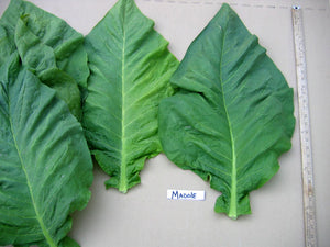 Madole Tobacco Seeds - Nicotiana tabacum