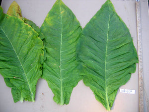 Maryland 609 Tobacco Seeds - Nicotiana Tabacum