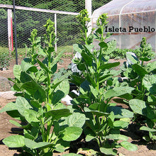 Load image into Gallery viewer, Isleta Pueblo rustica Tobacco Seeds