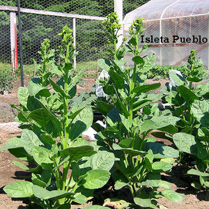 Isleta Pueblo rustica Tobacco Seeds
