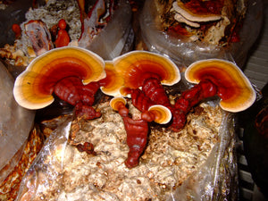 Reishi Mushroom Liquid Culture Syringe (Ganoderma lucidum) 12cc Lingzhi