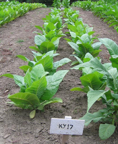 Kentucky 17 Tobacco Seeds - Nicotiana tabacum