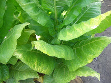 Load image into Gallery viewer, Kentucky 17 Tobacco Seeds - Nicotiana tabacum