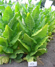 Load image into Gallery viewer, Kentucky 17 Tobacco Seeds - Nicotiana tabacum
