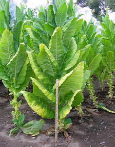 Kentucky 17 Tobacco Seeds - Nicotiana tabacum