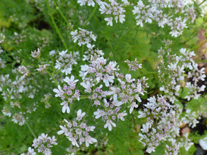 250 Cilantro Seeds - Coriandrum sativum - Non-GMO Medicinal and Culinary Herb