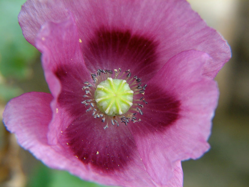 500 Lauren’s Grape Poppy Seeds - Beautiful Pods and Non-GMO Flower
