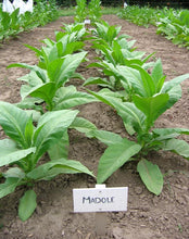 Load image into Gallery viewer, Madole Tobacco Seeds - Nicotiana tabacum