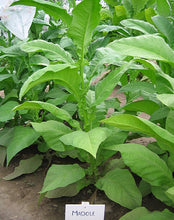 Load image into Gallery viewer, Madole Tobacco Seeds - Nicotiana tabacum