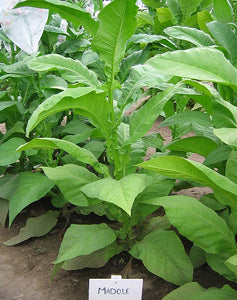 Madole Tobacco Seeds - Nicotiana tabacum